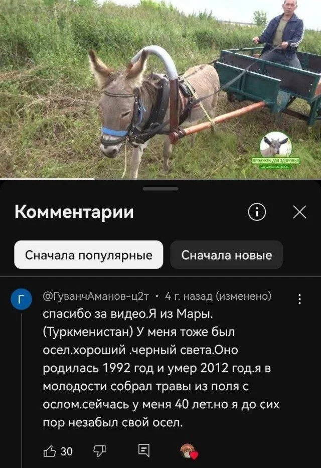 Случайный поток юмора: картинки, которые попали сюда просто так