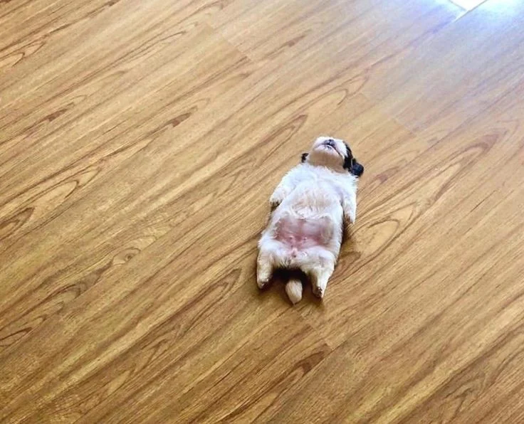 Собаки спят в самых невероятных позах