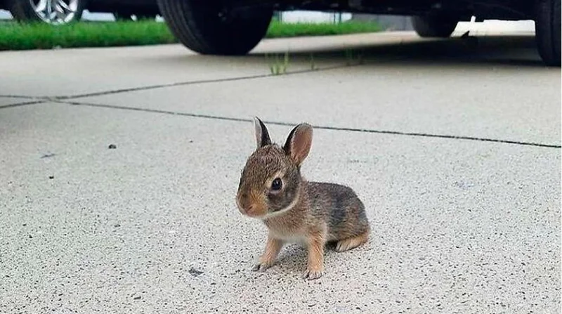 Очаровательные малыши: подборка самых милых фотографий детенышей животных