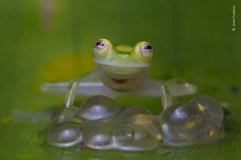 Царицы зверей: самые смешные и впечатляющие фотографии лягушек