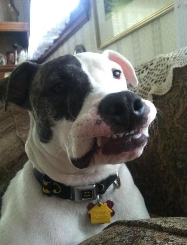 Когда у собак бывают минуты слабости: 20 фото, от которых станет теплее на душе