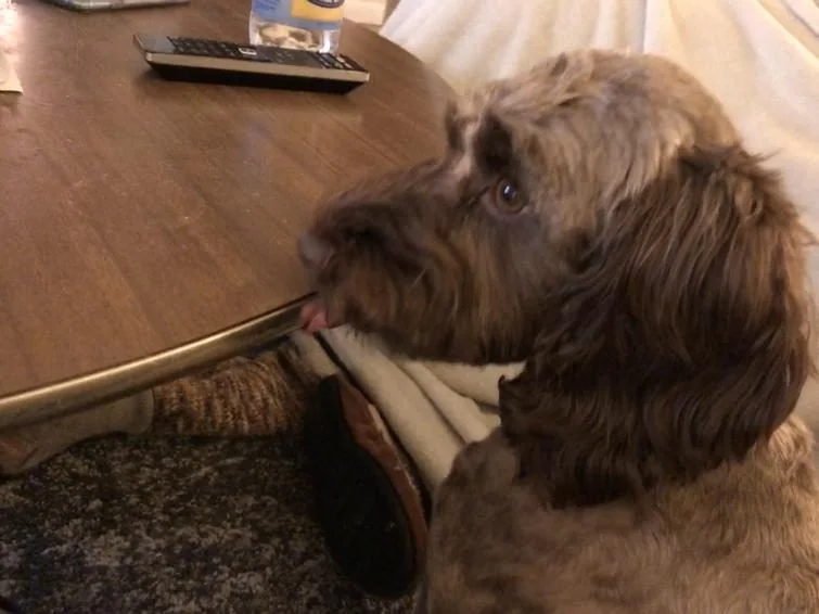 Когда у собак бывают минуты слабости: 20 фото, от которых станет теплее на душе