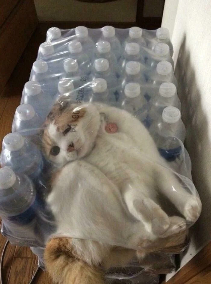 Мгновенное «зря»: 15 фото, где всё пошло не так