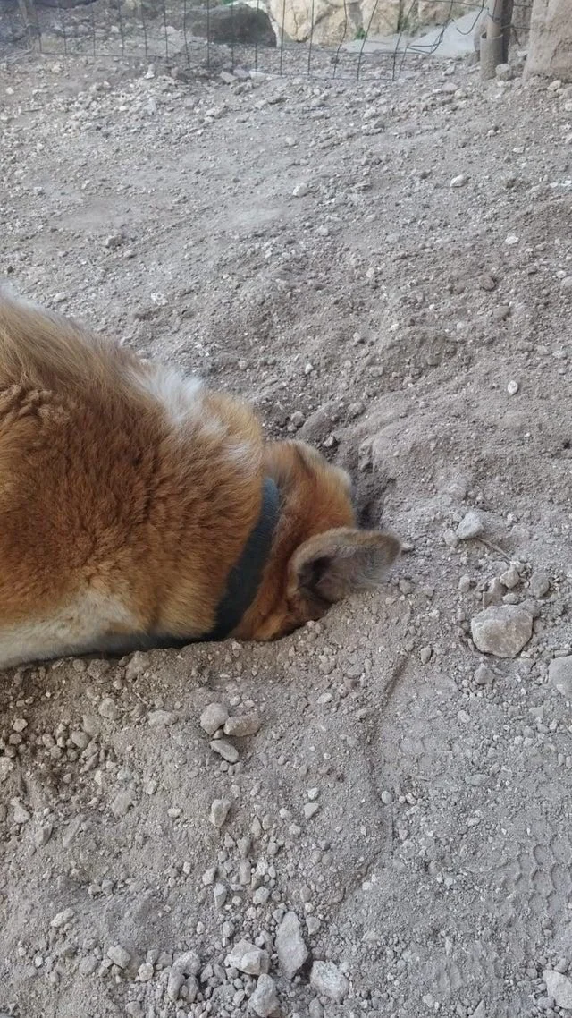 Когда у собак бывают минуты слабости: 20 фото, от которых станет теплее на душе