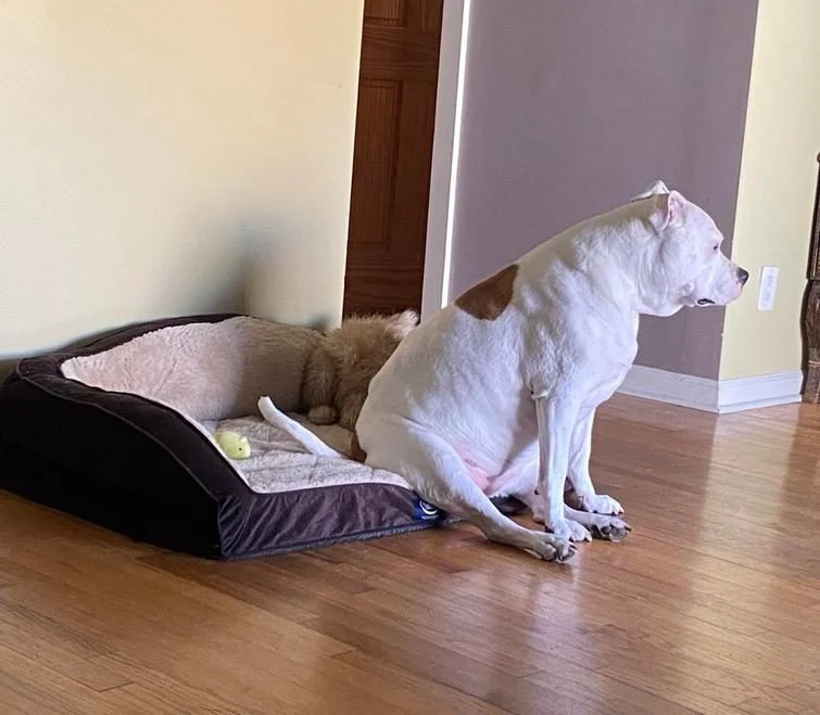 Смешные и нелепые моменты из жизни собак: подборка забавных фото Когда у собак бывают минуты слабости: 20 фото, от которых станет теплее на душе