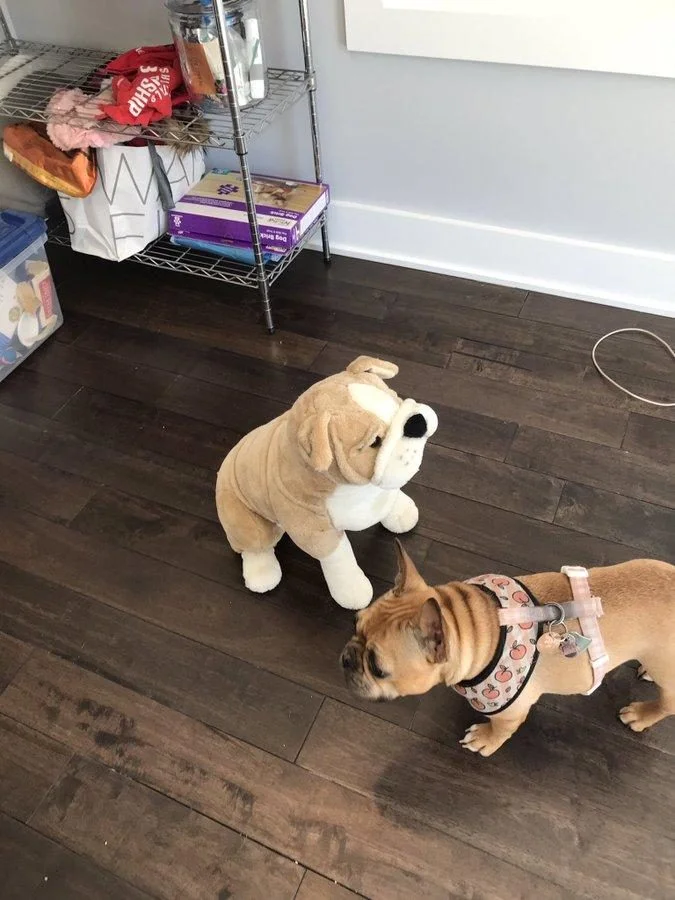 Когда у собак бывают минуты слабости: 20 фото, от которых станет теплее на душе