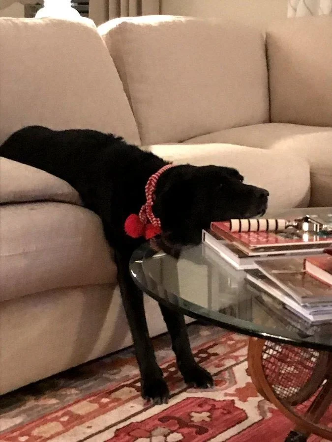 Когда у собак бывают минуты слабости: 20 фото, от которых станет теплее на душе