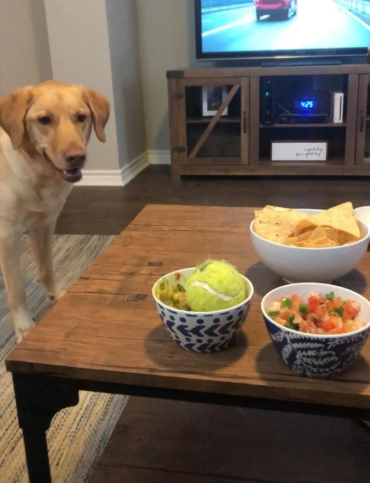 Когда у собак бывают минуты слабости: 20 фото, от которых станет теплее на душе