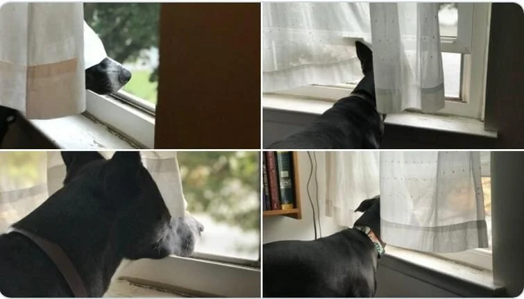 Когда у собак бывают минуты слабости: 20 фото, от которых станет теплее на душе