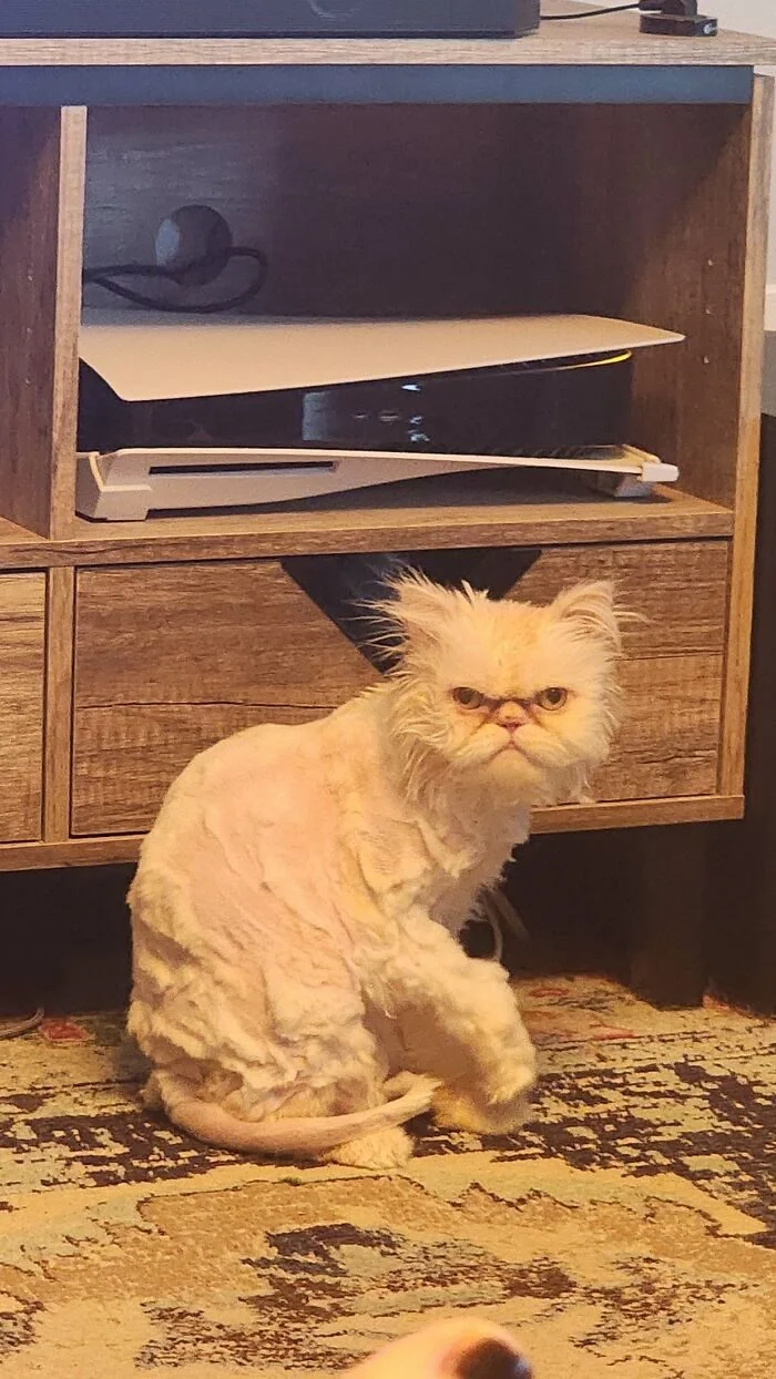 Мгновенное «зря»: 15 фото, где всё пошло не так