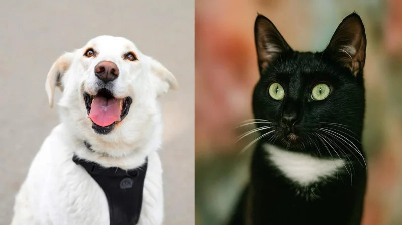 Найди друга: черно-белая Ксюша и белоснежная Трикси ждут вас на фестивале в Москве