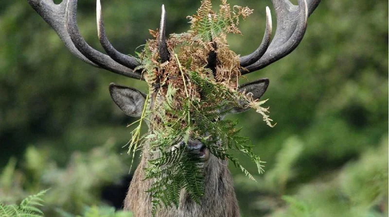 Уморительные обитатели леса: самые смешные фото дикой природы