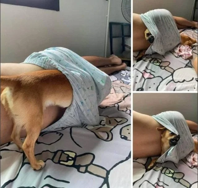 Коллекция случайного безумия: мемы без правил