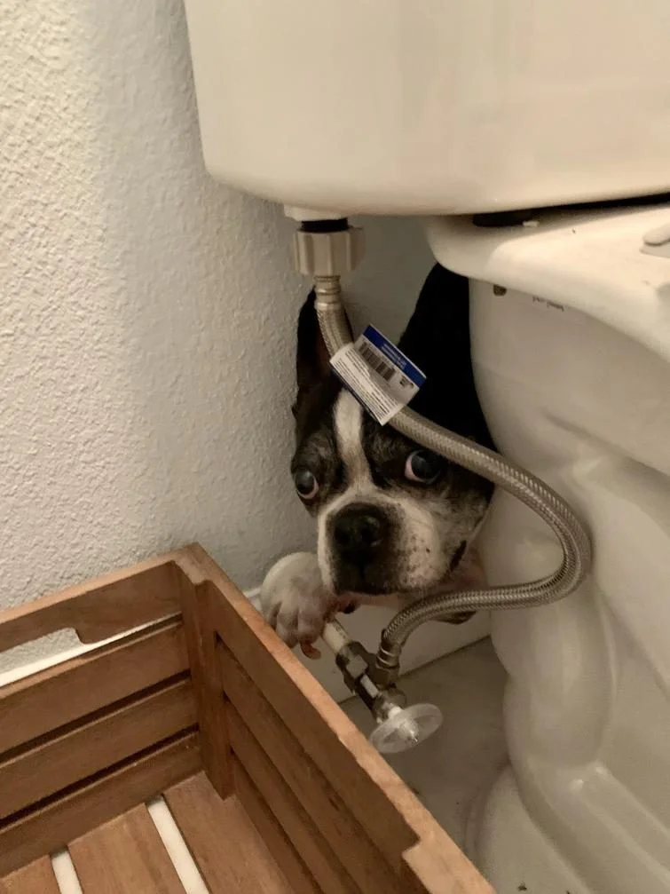 Когда у собак бывают минуты слабости: 20 фото, от которых станет теплее на душе