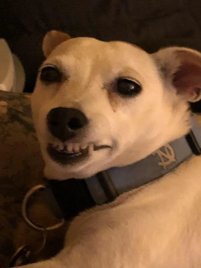 Когда у собак бывают минуты слабости: 20 фото, от которых станет теплее на душе