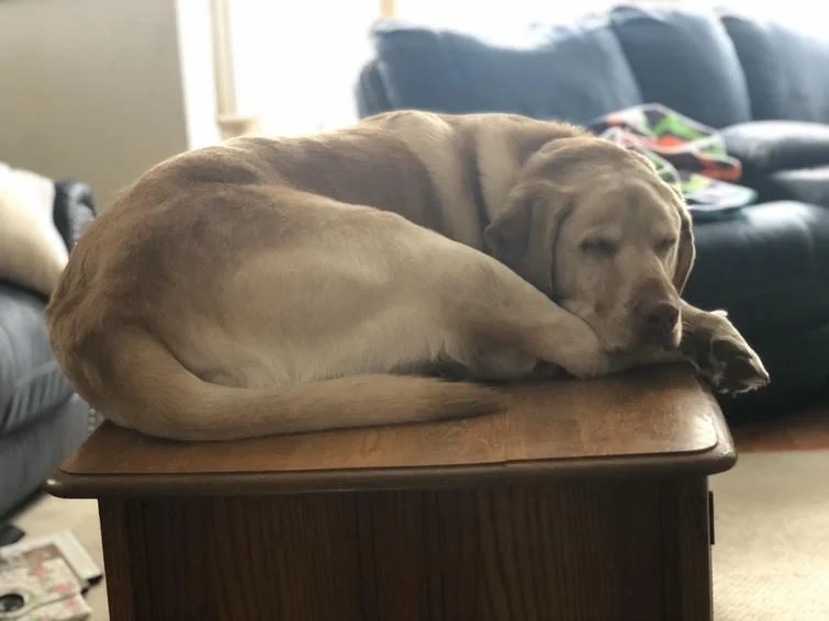 Когда у собак бывают минуты слабости: 20 фото, от которых станет теплее на душе