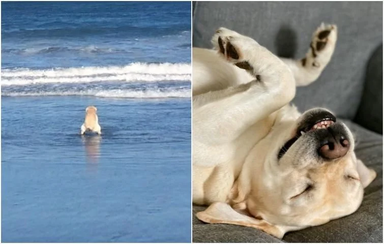 Когда у собак бывают минуты слабости: 20 фото, от которых станет теплее на душе