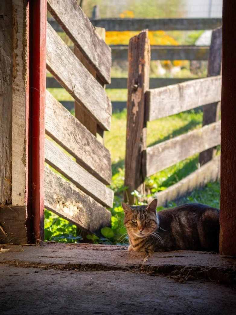 Когда случайность рождает шедевр: 30 завораживающих фото котов