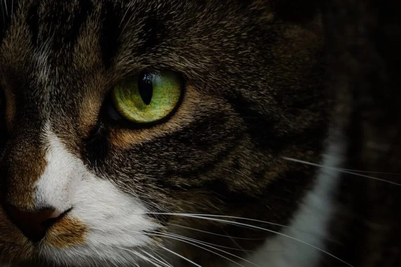 Когда случайность рождает шедевр: 30 завораживающих фото котов