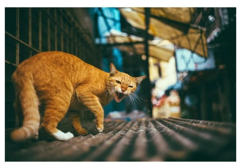 Когда случайность рождает шедевр: 30 завораживающих фото котов