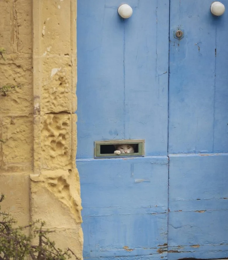 Когда случайность рождает шедевр: 30 завораживающих фото котов