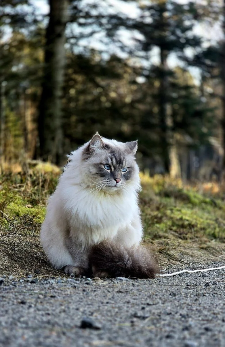 Когда случайность рождает шедевр: 30 завораживающих фото котов