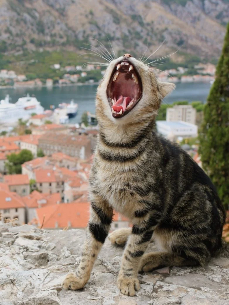 Когда случайность рождает шедевр: 30 завораживающих фото котов