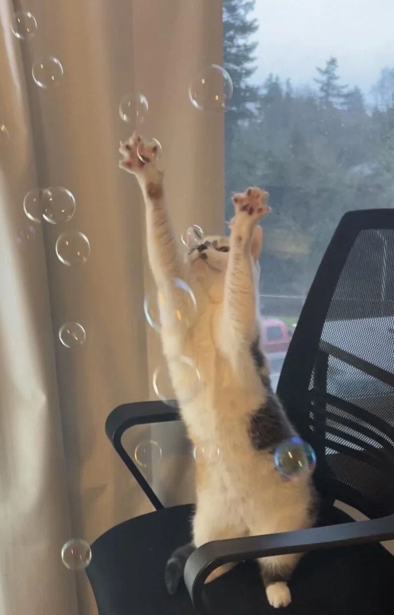 Когда случайность рождает шедевр: 30 завораживающих фото котов