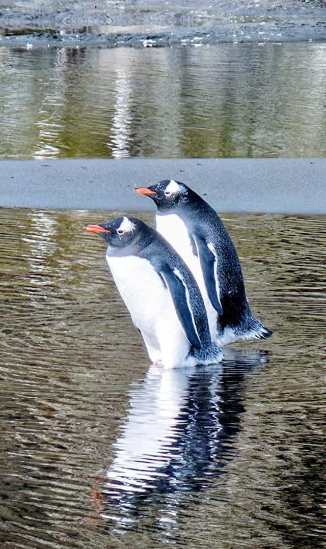 Федор Конюхов вернулся из Антарктиды, где подружился с пингвинами