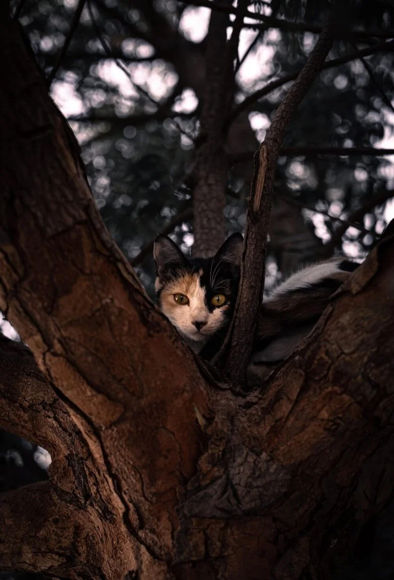 Когда случайность рождает шедевр: 30 завораживающих фото котов