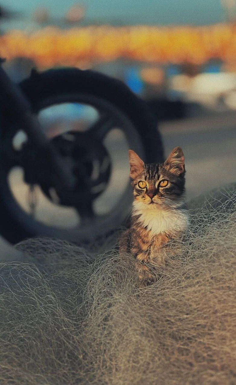 Когда случайность рождает шедевр: 30 завораживающих фото котов