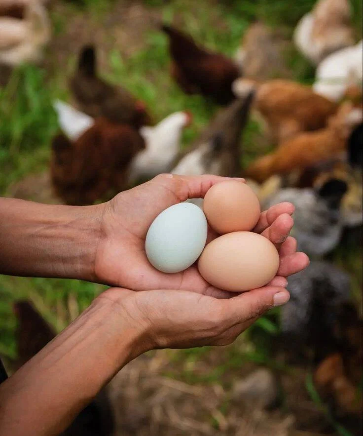 Белые против коричневых: вся правда о цвете куриных яиц