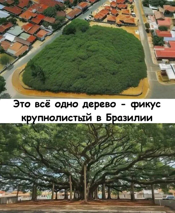 Когда размер поражает: 15 гигантских вещей, которые люди не смогли оставить без внимания