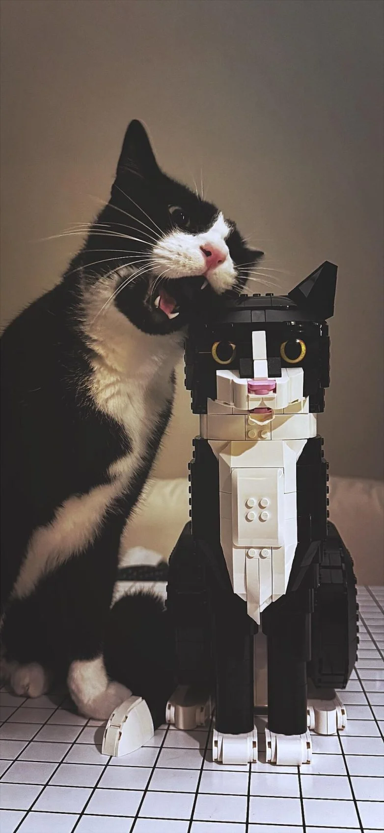 Когда случайность рождает шедевр: 30 завораживающих фото котов