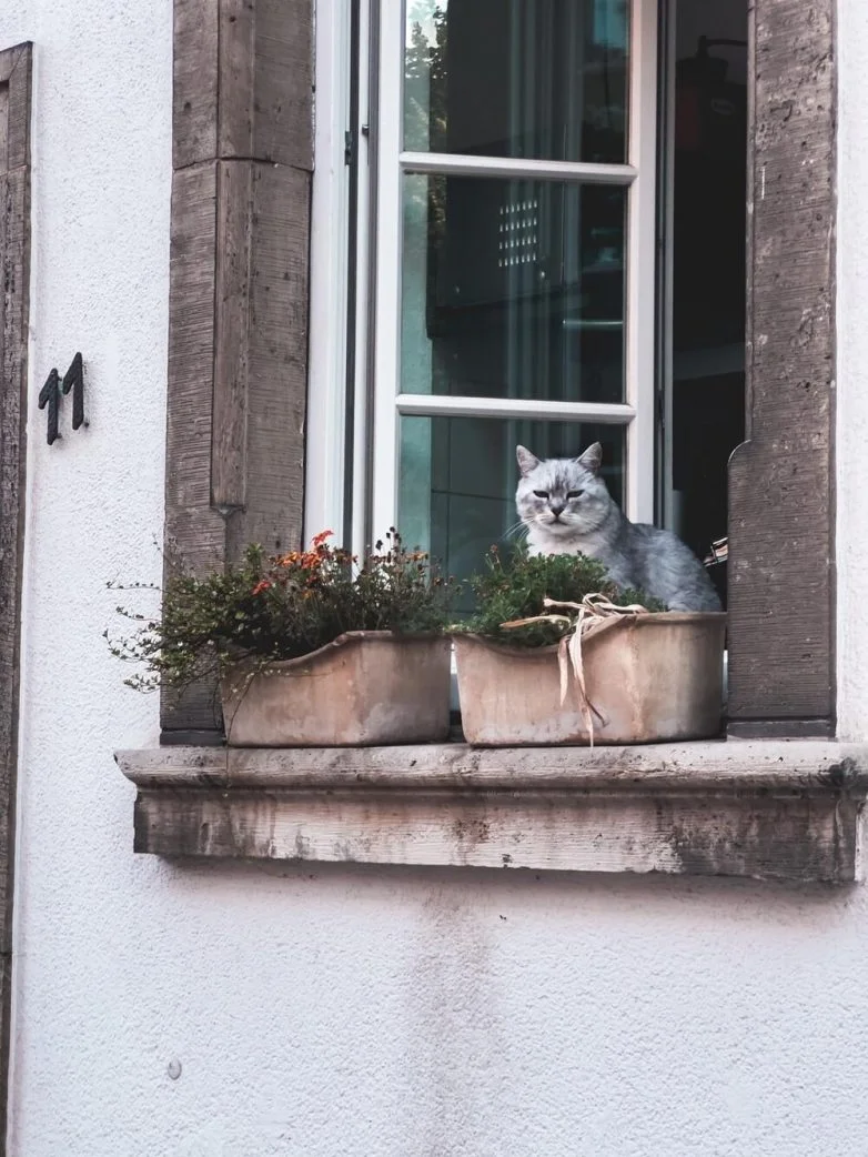 Когда случайность рождает шедевр: 30 завораживающих фото котов