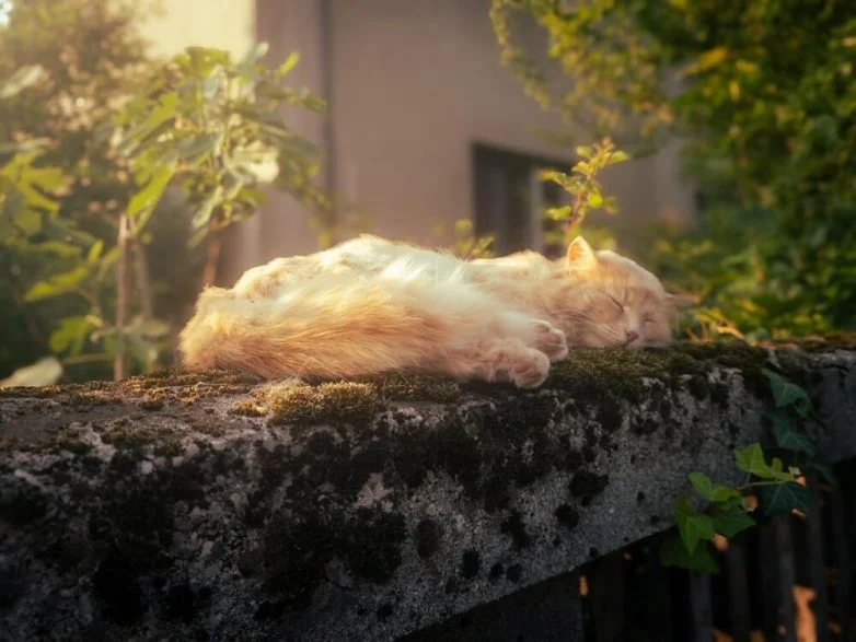 Когда случайность рождает шедевр: 30 завораживающих фото котов