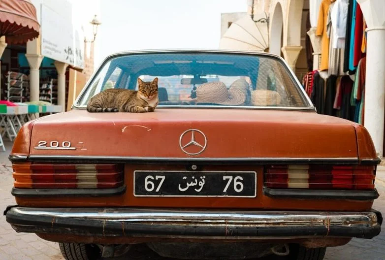 Когда случайность рождает шедевр: 30 завораживающих фото котов