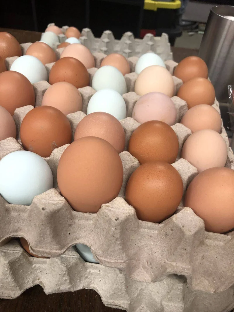 Белые против коричневых: вся правда о цвете куриных яиц
