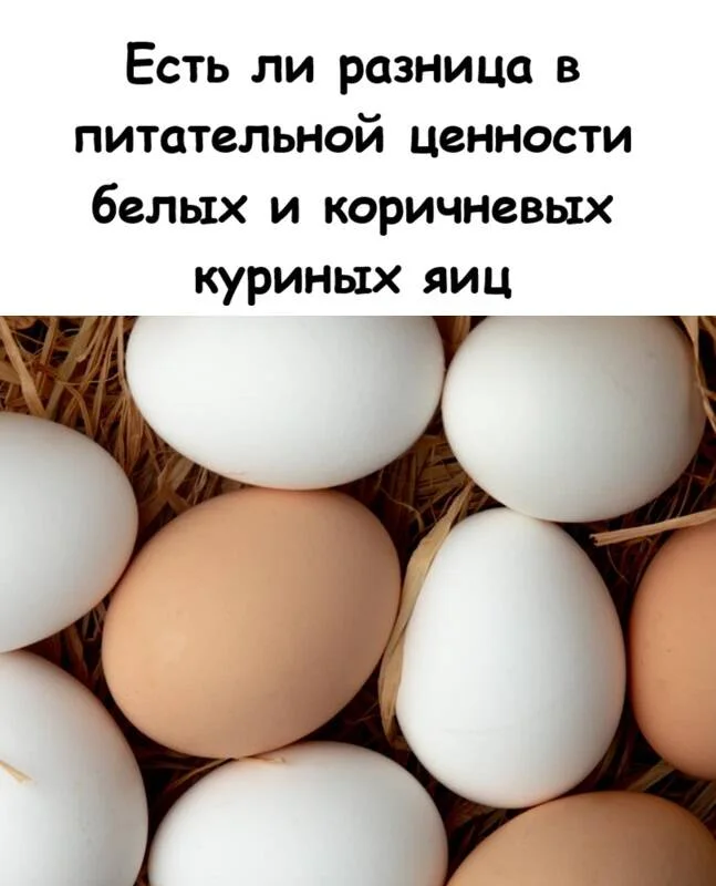 Белые против коричневых: вся правда о цвете куриных яиц