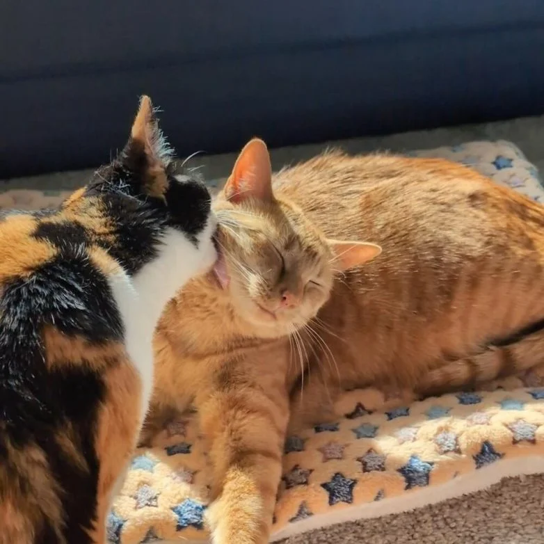 Когда случайность рождает шедевр: 30 завораживающих фото котов