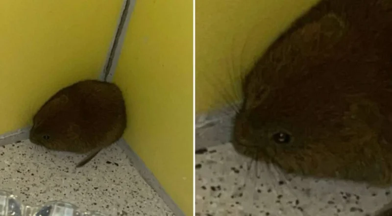 Когда размер поражает: 15 гигантских вещей, которые люди не смогли оставить без внимания