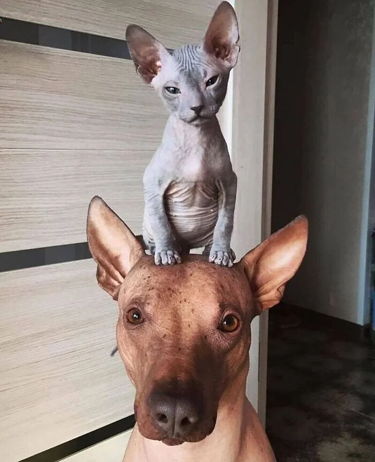 Когда звери выбирают друзей не своего вида: трогательные фото неожиданной дружбы