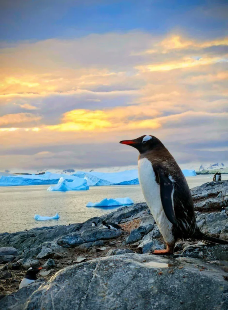 Федор Конюхов вернулся из Антарктиды, где подружился с пингвинами