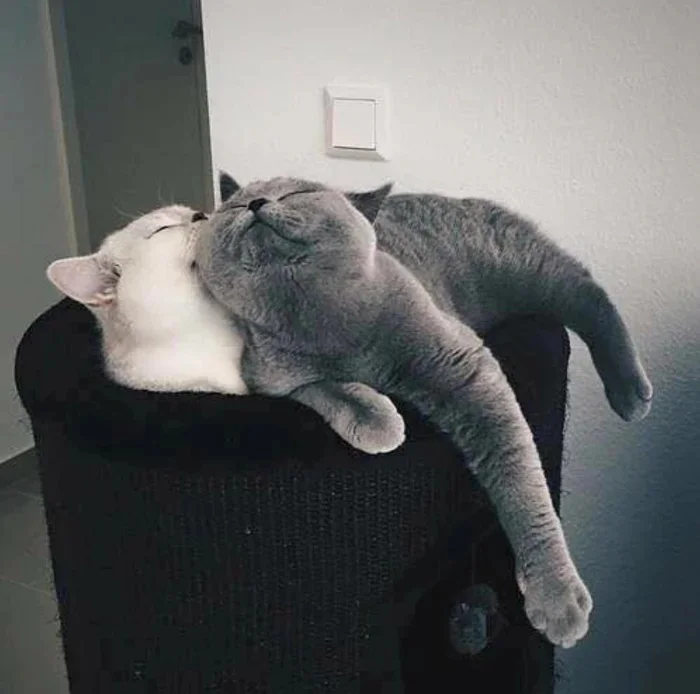 20 трогательных фото о любви и нежности в мире кошек