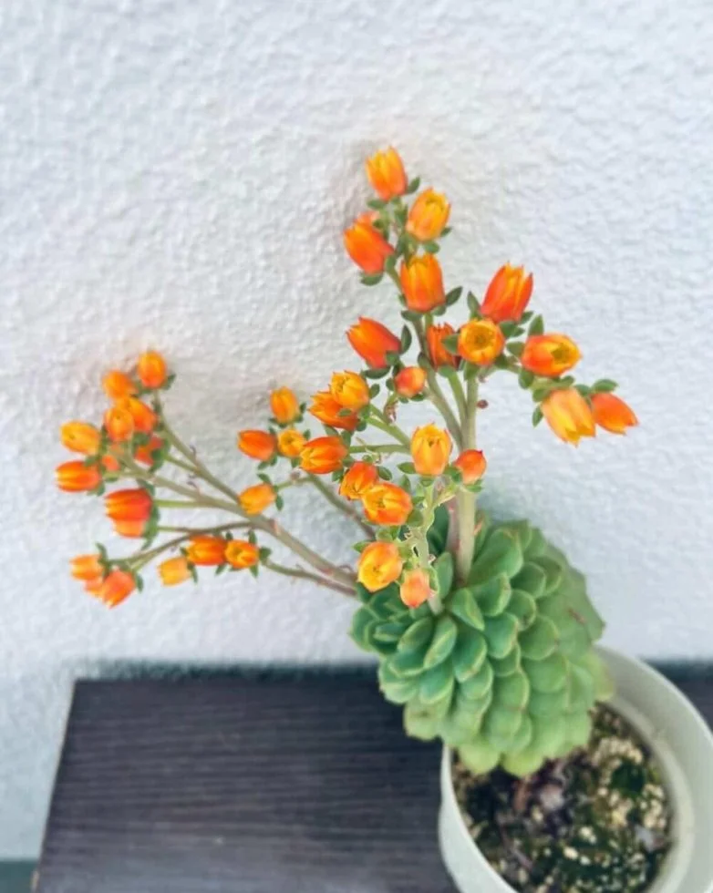 Необычные вещи, которые можно найти вокруг себя