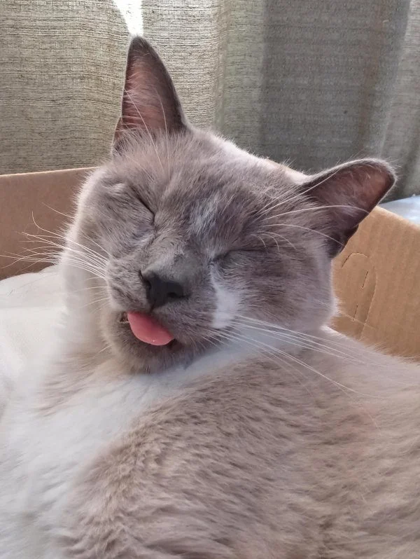 Кошачья терапия: фото, которые мгновенно улучшат настроение