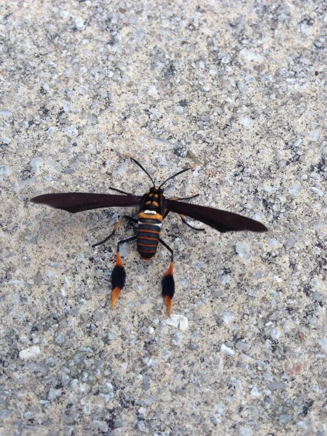 Не бойтесь их взгляда: удивительная красота безобидных насекомых