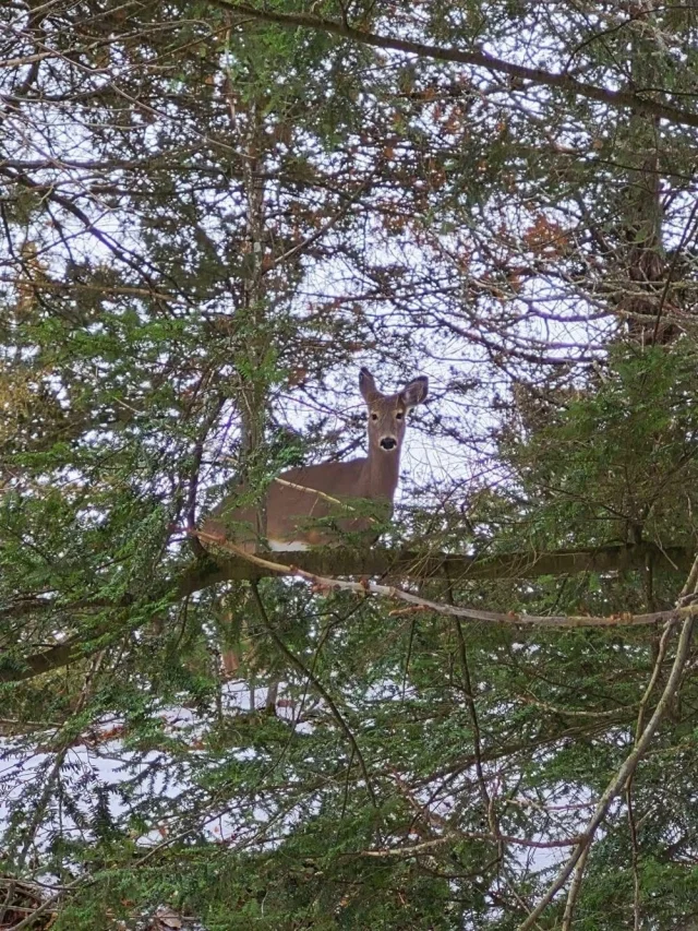 Загадочные оптические иллюзии: фото, которые обманывают ваш мозг