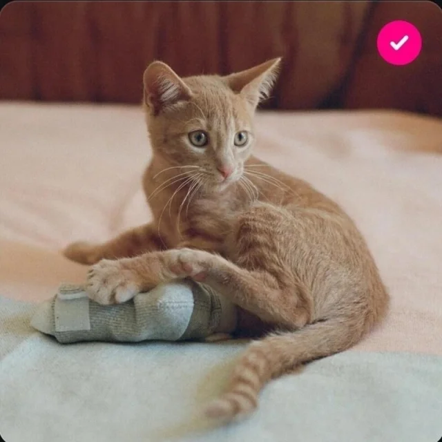 Загадочные оптические иллюзии: фото, которые обманывают ваш мозг