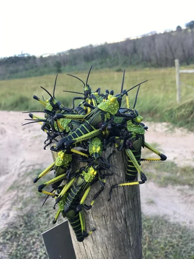 Не бойтесь их взгляда: удивительная красота безобидных насекомых